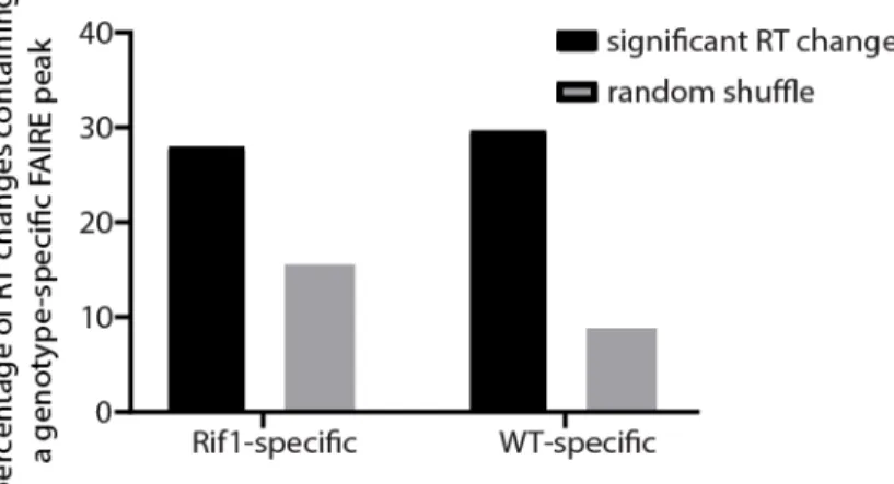 Figure 5.4. A modest relationship exists between chromatin accessibility and RT in Rif1 - -mutants