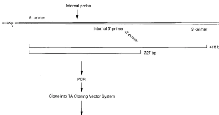FIG. 2. Synthesis pathway of a competitive DNA template for quantifying the PCR. A truncated form of the 416-bp fragment of the oxc5� and 3 gene containing both the� primer sites was synthesized by PCR by using a modiﬁed 3� primer