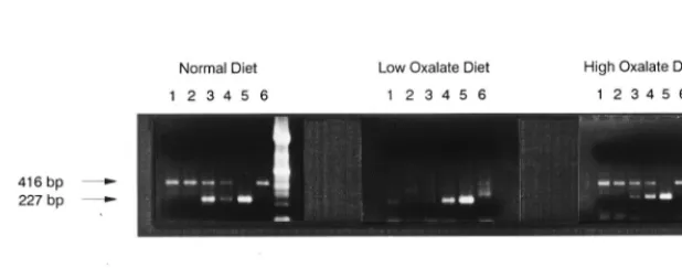 FIG. 5. Testing clinical samples for stability and reproducibility in detecting O. formigenestransport system were processed on days 2, 3, 4, and 6 following collection to analyze the sample stability and the reproducibility of the QC-PCR assay system
