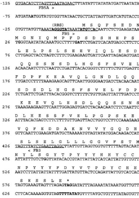 FIG. 1. Nucleotide and deduced amino acid sequences of the E. chaffeensisArkansas VLPT