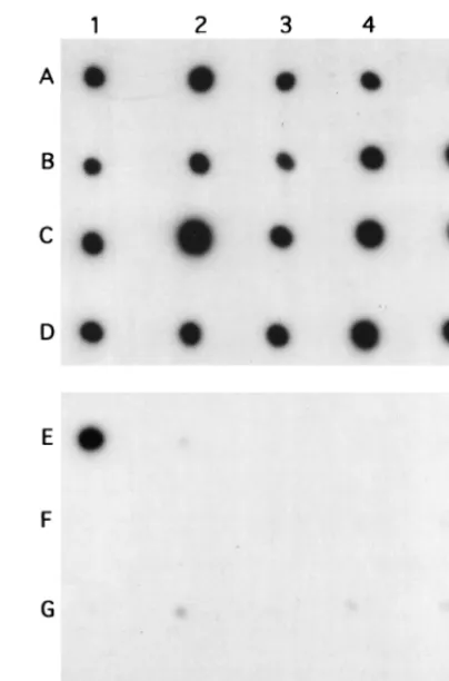 FIG. 1. RAPD ﬁngerprint patterns of the Mycobacteriumlane 14,celatumthe basis of RAPD, this fragment was analyzed further as a candidate for aspecies-speciﬁc probe forwith primer OPA2