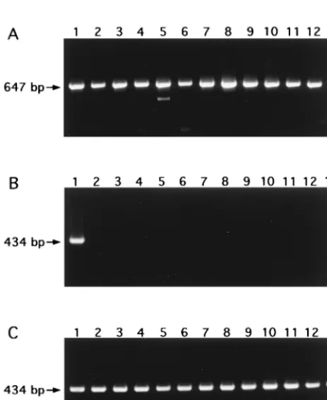 FIG. 3. Nucleotide sequence of fragment MA2/6 in the genome of M. malmoense ATCC 29571