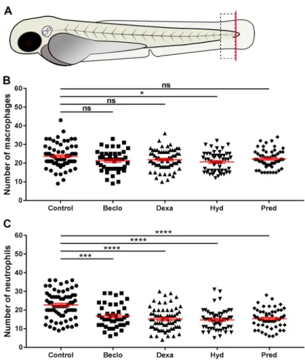 Fig. 1. Effect of glucocorticoids on macrophage and neutrophil recruitment upon tail amputation in Tg(mpx:GFP/