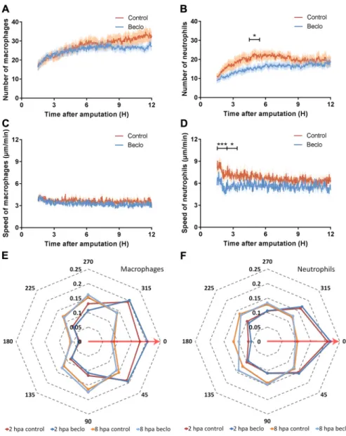 Fig. 2. Live imaging and tracking of migrating macrophages and neutrophils upon tail amputation