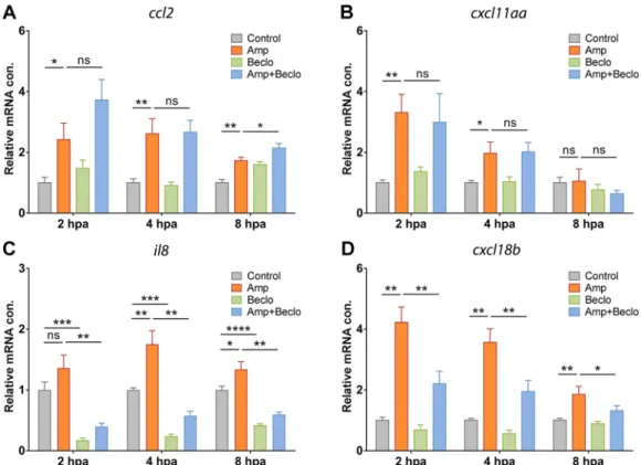 Fig. 3. Expression levels of genes encoding chemoattractants in whole larvae. (A-D) Expression levels of genes encoding chemoattractants Ccl2 (A), Cxcl11aa (B), Il8 (C) and Cxcl18b (D) in whole larvae at 2 hpa, 4 hpa and 8 hpa, determined using qPCR