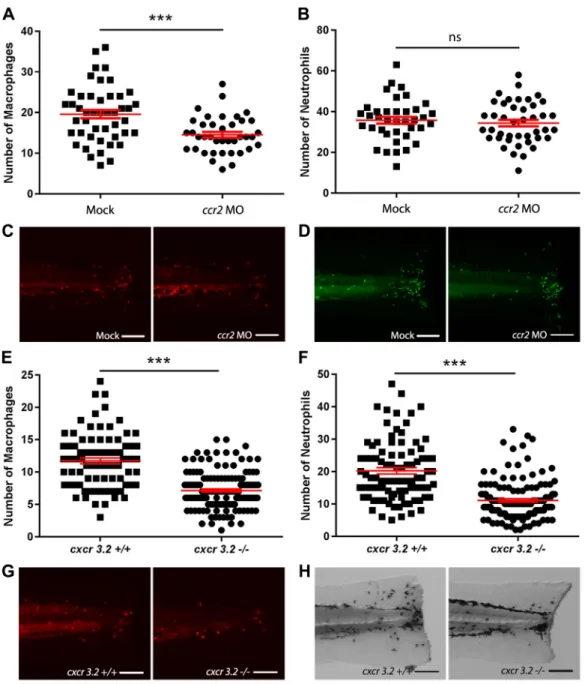 Fig. 4. Effect of ccr2 morpholino knockdown or cxcr3.2 mutation on macrophage and neutrophil recruitment upon tail amputation in larvae