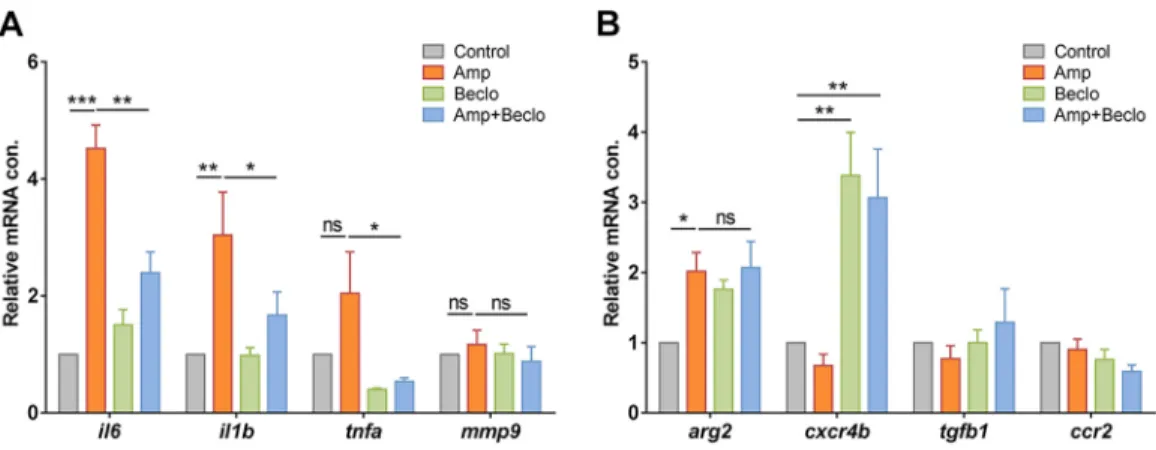 Fig. 7. Expression levels of immune-related genes in FACS-sorted macrophages. (A-B) Expression levels of immune-related genes in FACS-sorted macrophages, determined by qPCR for il6, il1b, tnfa, mmp9 (A) and for arg2, cxcr4b, tgfb1, ccr2 (B) at 4 hpa in 3 d