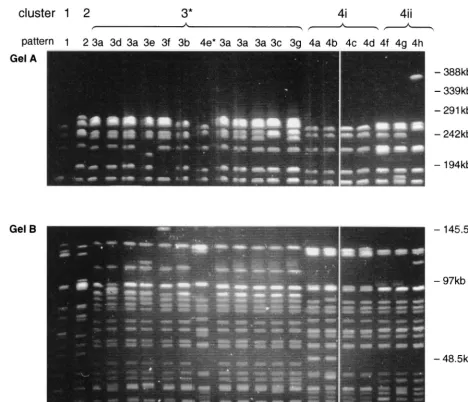 FIG. 1. PFGE of Smato 40 s with a run time of 40 h. Only well-separated bands above 145 kb are shown