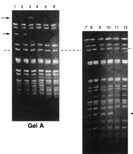 FIG. 3. PFGE banding patterns of the small colonial variant of an isolate ofVREM following 20 serial single colony subcultures