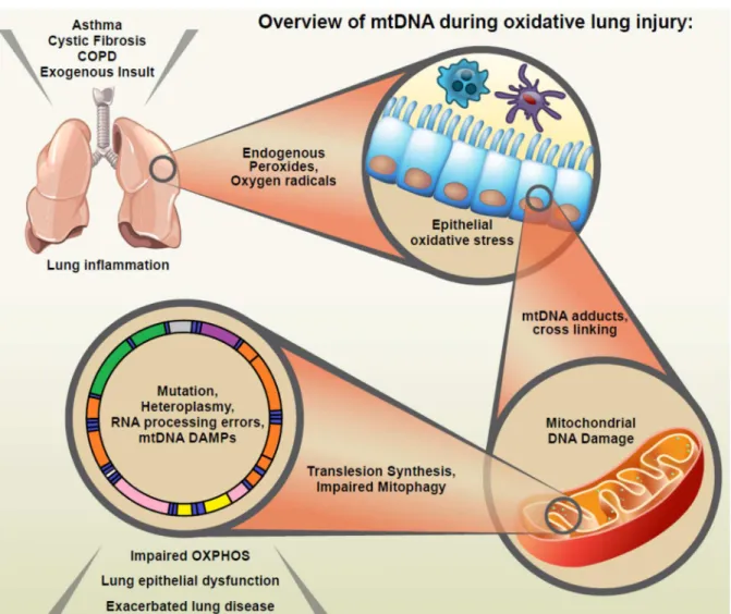 Figure 1.1 Overview of mtDNA during oxidative lung injury. This schematic represents the  progression from oxidative lung injury to mitogenomic damage to impairment of metabolic  endpoints