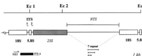 FIG. 1. Ecofragment between restriction sites Ec 1 and Ec 2 may encompass the whole of the25S gene and is of constant length (sites Ec 2 and Ec 3 represents the NTS region and the 18S gene and showsfragment length polymorphisms in severalaccount for these 