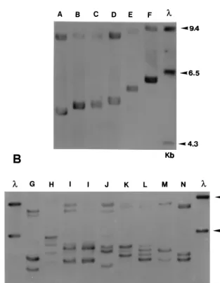 FIG. 2. Southern blot of Ecofragment length polymorphism are present in the rDNA repeat of these strains
