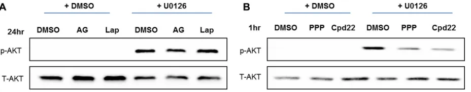 Figure 8: Feedback activation of PI3K-AKT pathway following MEK suppression is independent of EGFR
