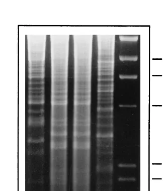 FIG. 1. Citrate synthase gene PCR-RFLP analysis of DNA from feline iso-lates C-29 and C-30, electrophoresed on 8% acrylamide gels and stained with