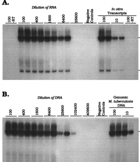FIG. 2. Titration of �tected by primer extension with thethe full-length and nicked product forms are indicated in bases on the right.�where positive at a dilution of 1/25,600 for the DNA assay