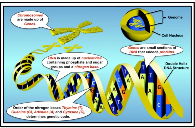 Figure 13: DNA – Chromosomes – Genes 
