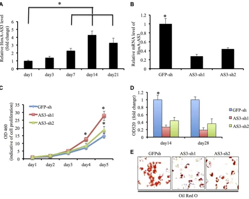 Figure 1: HoxA-AS3 is required adipogenesis of human MSCs. (A) Transcript of HoxA-AS3 was upregulated in human MSCs upon adipogenic differentiation