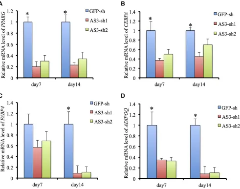Figure 2: HoxA-AS3 is required for adipogenesis and adipogenic gene expression. (A) Real-time analysis of PPARG from GFP-sh hMSCs, HoxA-AS3-sh1 and HoxA-AS3-sh2 hMSCs after 7 or 14 days of adipogenic induction