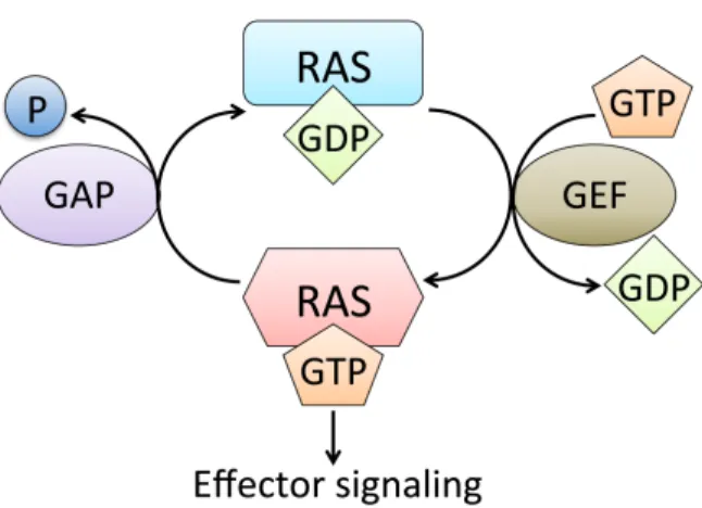 Figure 1.1. The RAS GTPase cycle. RAS cycles between a GDP-bound, inactive state, and a  GTP-bound, active state, in which it can signal to its downstream effectors