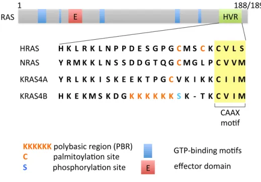 Figure 1.2. Overall domain structure of RAS isoforms. The three RAS genes (HRAS, NRAS,  KRAS) encode four 188-189 amino acid proteins (HRAS, NRAS, and splice variants KRAS4A  and KRAS4B) that share 82-90% sequence identity