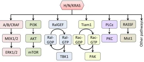 Figure 1.3. RAS effector signaling pathways. The RAF-MEK-ERK, PI3K-AKT-mTOR,  RalGEF-Ral-TBK1, Tiam1-Rac-PAK, PLCε-PKC, RASSF-Mst1 pathways are 6 RAS effector  pathways are implicated in RAS-driven oncogenesis