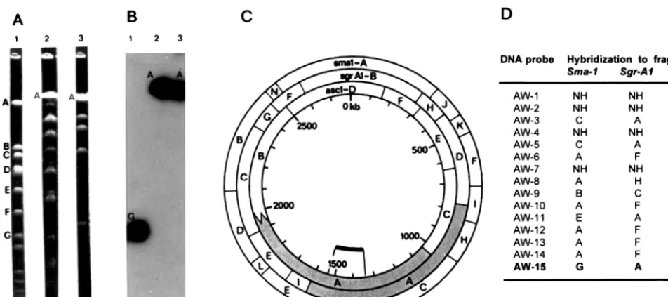 TABLE 3. Stability of the strain-differentiating DNA probes determined with S. aureus strains obtained from persistent nasal carriers