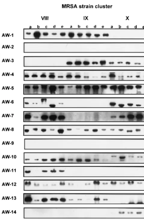 FIG. 2. Representative example of binary typing results obtained with thecomplete panel of strain-speciﬁc DNA probes (AW-1 through AW-15) from