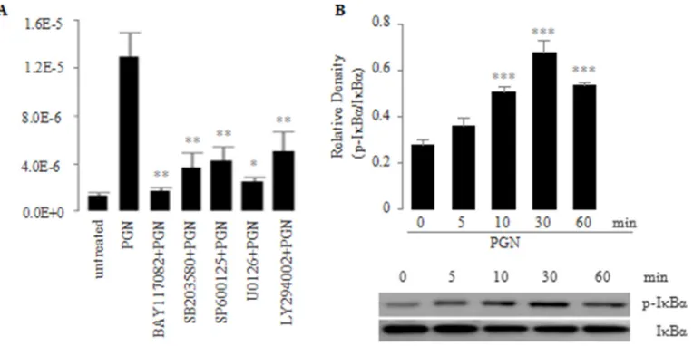 Figure 3: A. Effect of signaling inhibitors on PGN-induced expression of IL-23p19 mRNA in PC-like cells