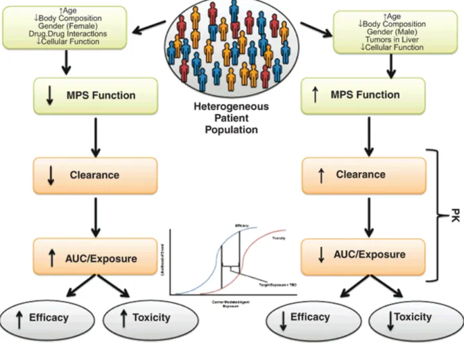 Figure 6. The Interplay of CMA and the MPS and its Effect on PK and PD 