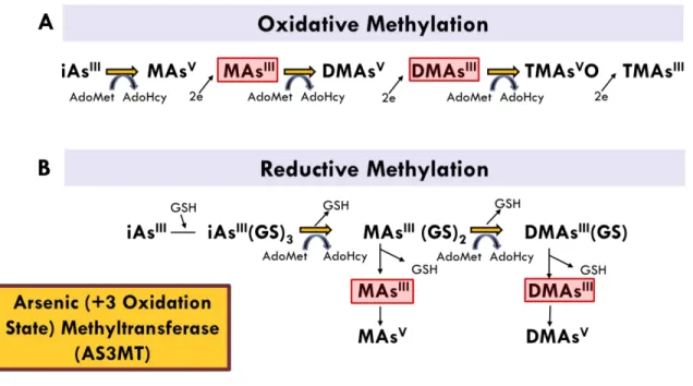Figure 1.1. Oxidative (A) and reductive (B) models of iAs methylation (Drobna et al. 2009a)  