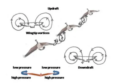 Figure 2.3: Wind Resistance in Flocks of Birds [23]