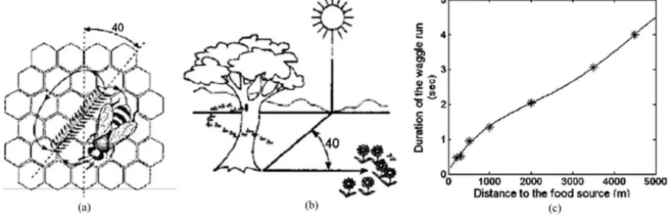 Figure 2.4: Honey Bee Waggle Dance [9]