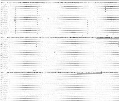 FIG. 1. Deduced amino acid sequences of the mgG-2 protein of 15 clinical HSV-2 isolates and for the laboratory strains 333 and B4327UR