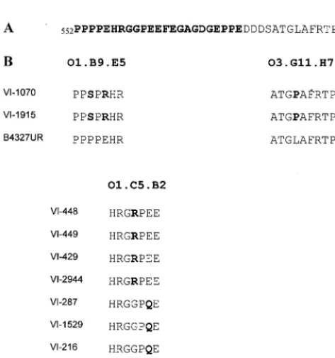 TABLE 2. Seroreactivity in an ELISA for sera of patientsharboring HSV-2 isolates with point mutations withinthe immunodominant region of mgG-2