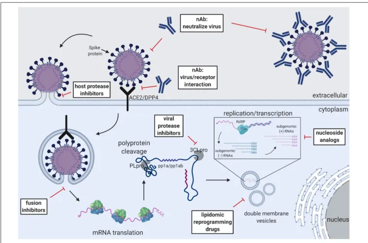 FIGURE 2 | Schematic of the CoV replication cycle and key steps for antiviral targets