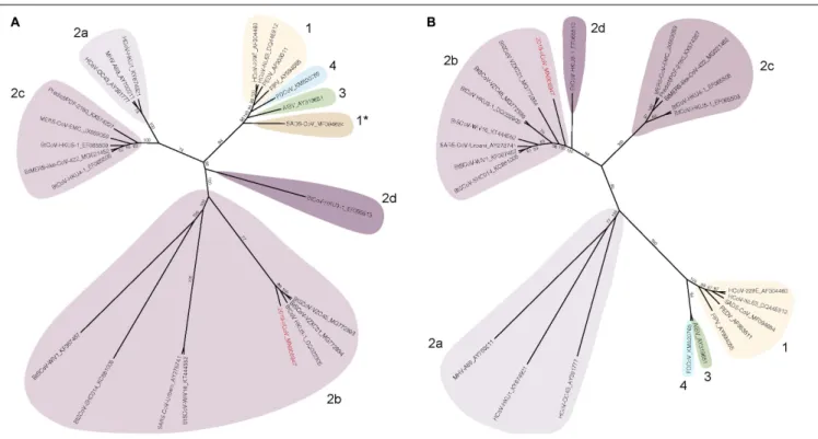 FIGURE 1 | Spike and nsp12 phylogeny of representative coronaviruses. The Spike (A) and nsp12 (B) protein sequences of selected coronaviruses were aligned and phylogenetically compared
