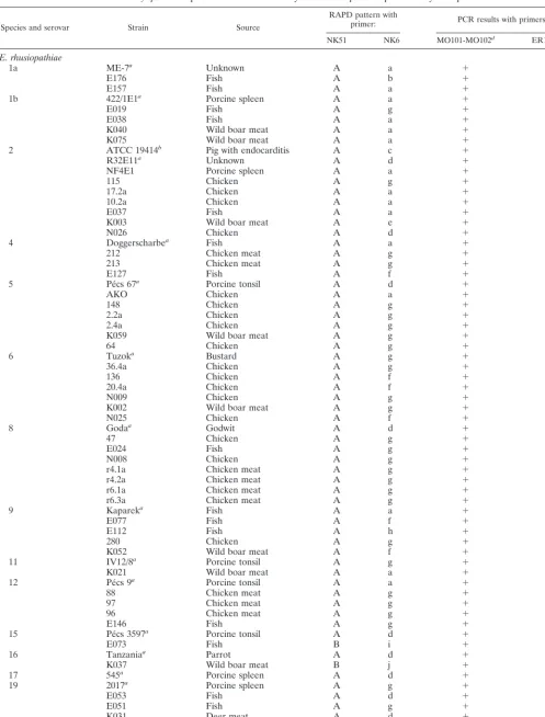 TABLE 1. Erysipelothrix sp. strains used in this study and RAPD patterns produced by each primer