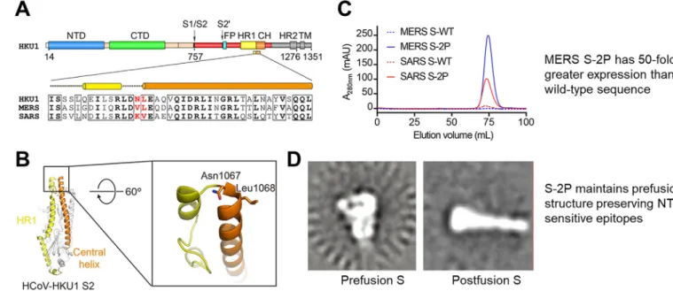 Fig. 1. 2P mutation stabilizes MERS and SARS CoV S; improves expression, prefusion structure, and immunogenicity.