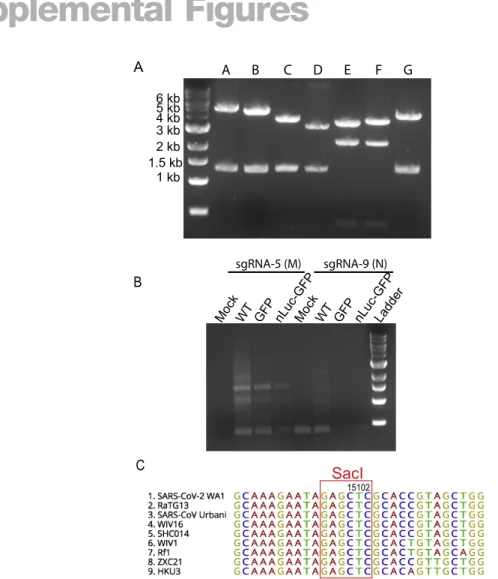 Figure S1. Additional information for the SARS-CoV-2 infectious cDNA clone, related to Figure 1