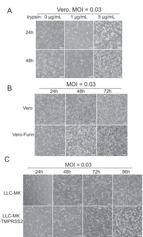 Figure S2. Cytopathic Effect of Cells Infected with icSARS-CoV-GFP Virus, related to Figure 2 (A) Infected Vero cells supplemented with different concentrations of trypsin.