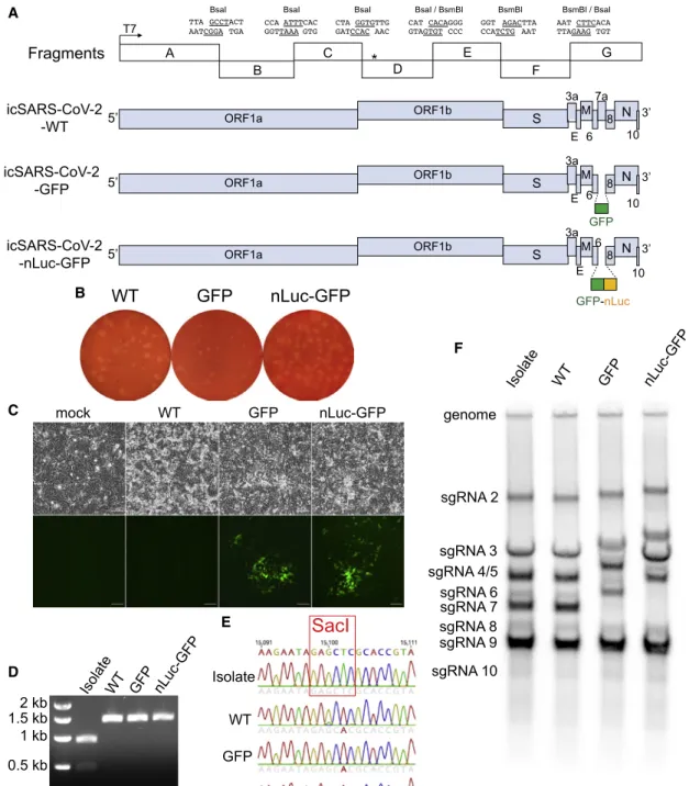 Figure 1. Design and recovery of SARS-CoV-2 recombinant viruses