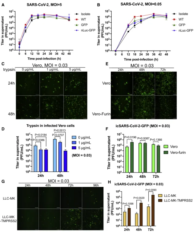 Figure 2. Growth curves and the role of proteases in SARS-CoV-2 replication