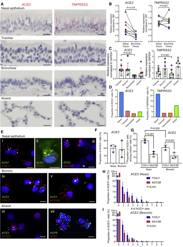Figure 4. Intraregional ACE2 and TMPRSS2 mRNA expression in normal human airways