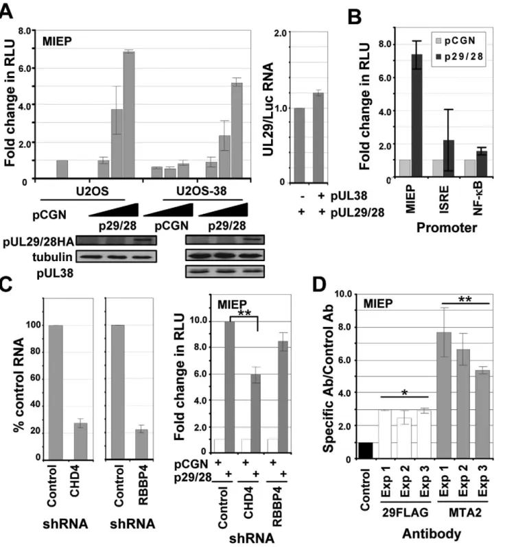 Figure 8. pUL29/28 specifically activates the MIE promoter irrespective of HCMV pUL38 expression