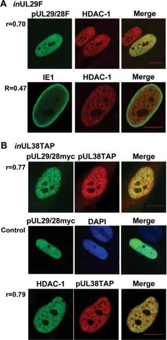 Figure 3. Colocalization of pUL29/28 with cellular HDAC1 and HCMV pUL38. Colocalization is demonstrated within the merged images and quantified using Pearson’s correlation (r)