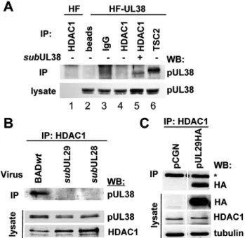 Figure 4. HCMV pUL29/28 is necessary for the HDAC1 interaction with pUL38. (A) The interaction between pUL38 and HDAC1 requires additional factors present during viral infection.
