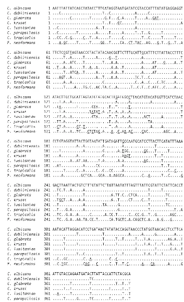 FIG. 1. Comparison of nucleotide sequences of cytochrome bindicate nucleotides identical to those in genes of the most common pathogenic Candida species (only type cultures) and F
