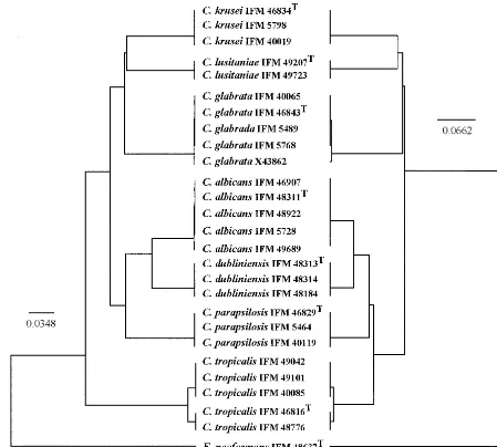 FIG. 3. UPGMA trees of the most common Candidabasidiomycetous yeast species, based on nucleotide (a) and deduced amino acid (b) sequences for the cytochrome b genes