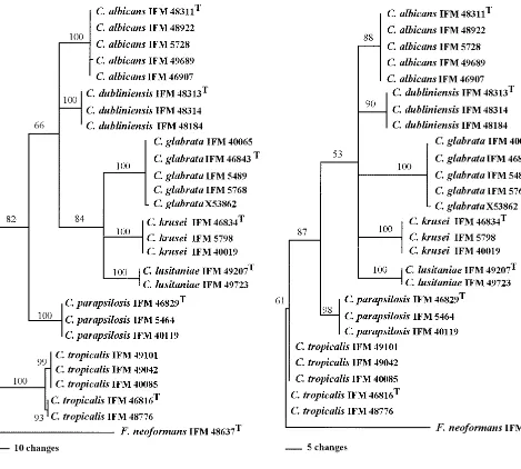 FIG. 5. Phylogenetic trees of the most common Candidatrees were constructed by MP analysis (heuristic search, stepwise addition, tree-bisection-reconnection), where the basidiomycetous yeastoutgroup
