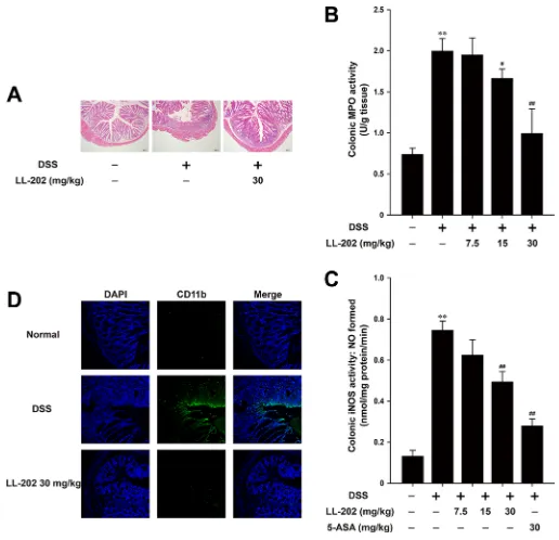 Figure 1: LL202 reduced the susceptibility of mice to DSS-induced experimental colitis